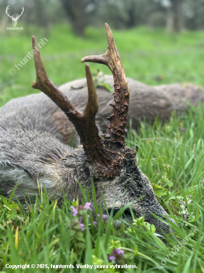 Na srncoch v Maďarsku