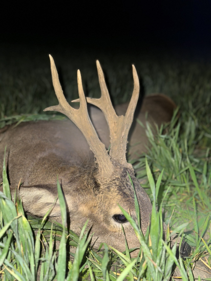 Na srncoch v Maďarsku