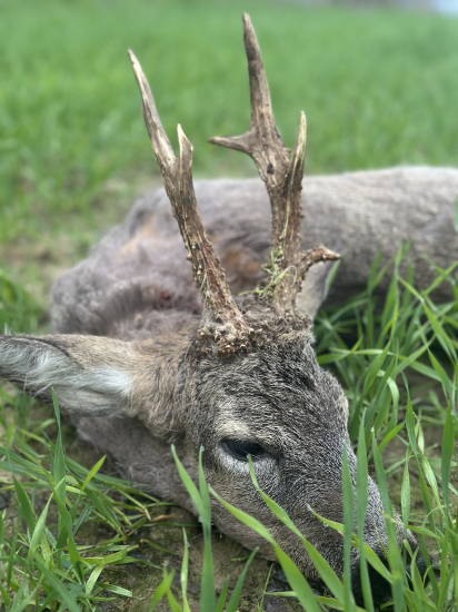 Na srncoch v Maďarsku