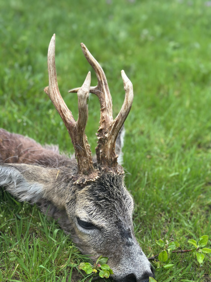 Na srncoch v Maďarsku