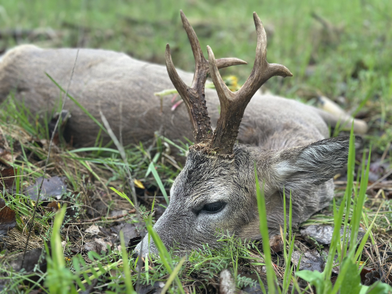 Na srncoch v Maďarsku