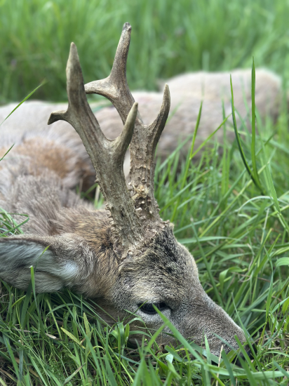 Na srncoch v Maďarsku