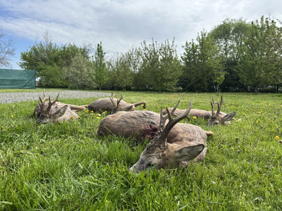 Úspešné ráno jedného lovca