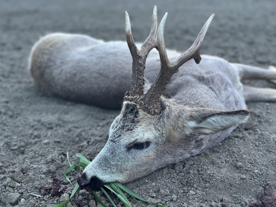 Na srncoch v Maďarsku