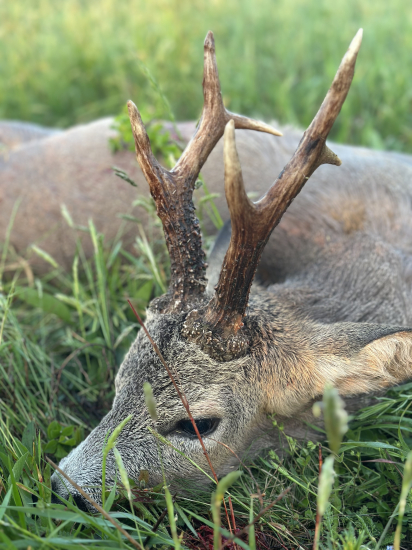 Na srncoch v Maďarsku