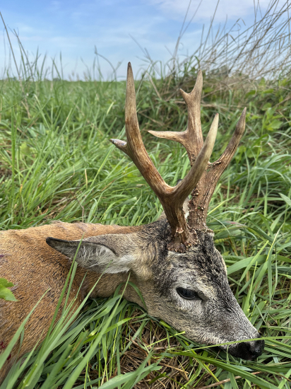 Na srncoch v Maďarsku