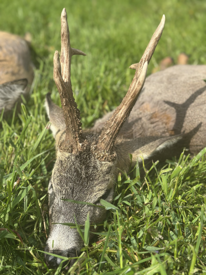 Na srncoch v Maďarsku