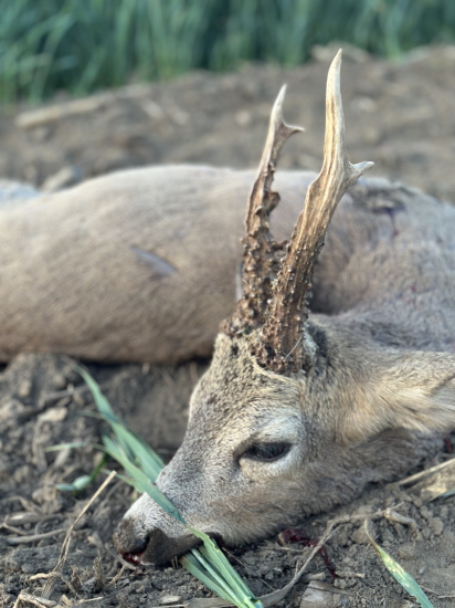 Na srncoch v Maďarsku