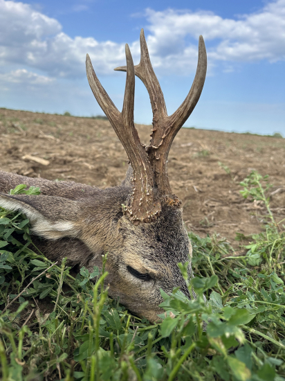 Na srncoch v Maďarsku