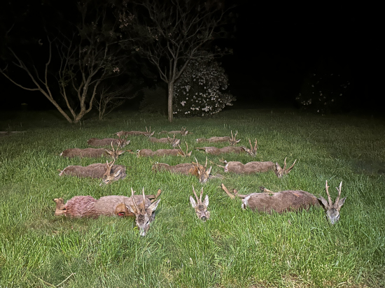 Na srncoch v Maďarsku