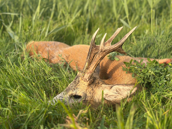 Na srncoch v Maďarsku