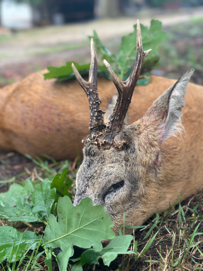 Na srncoch v Maďarsku