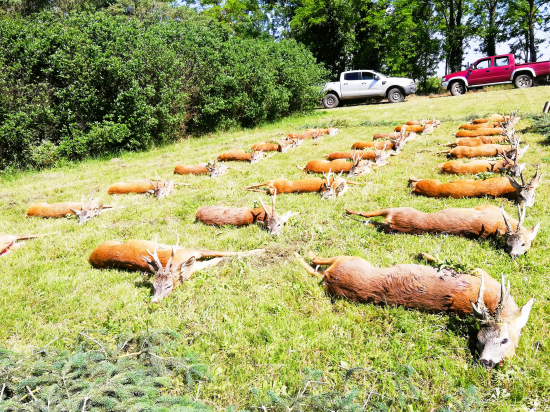 Na srncoch v Maďarsku