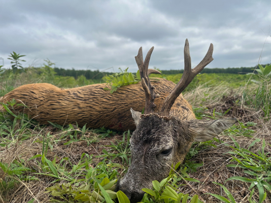 Na srncoch v Maďarsku