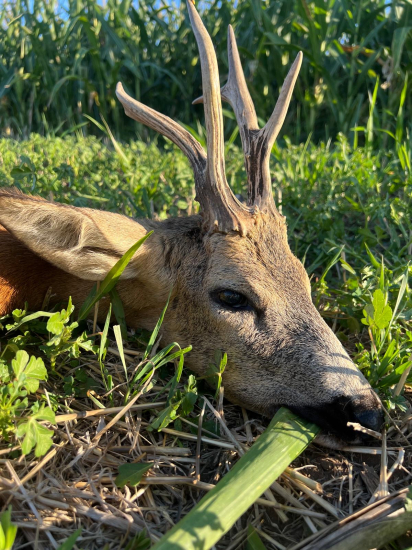 Ruja 2025 v Maďarsku