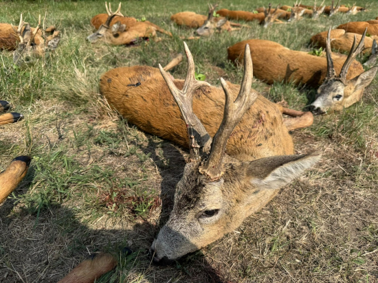 Ruja 2025 v Maďarsku