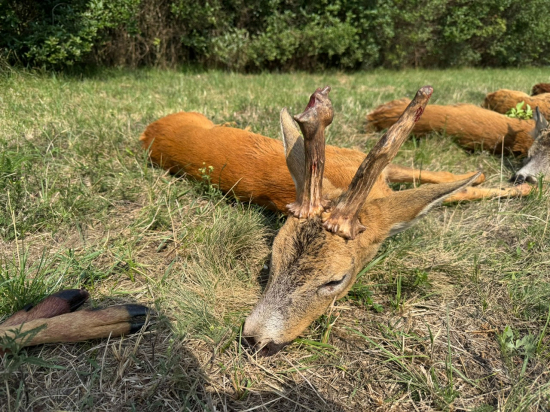 Ruja 2025 v Maďarsku