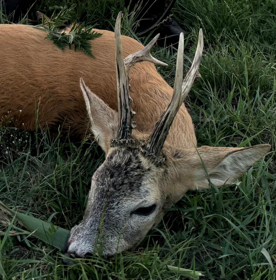 Ruja 2025 v Maďarsku