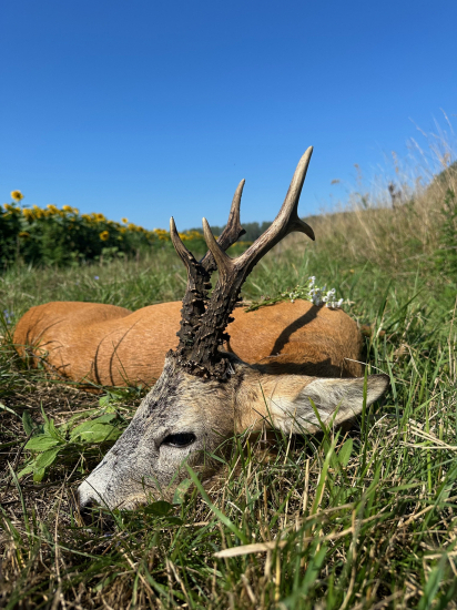 Ruja 2025 v Maďarsku