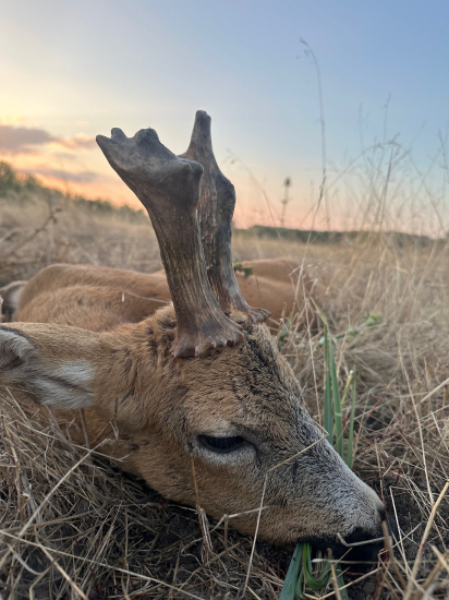 Ruja 2025 v Maďarsku