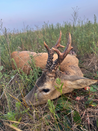 Ruja 2025 v Maďarsku