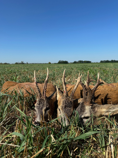 Ruja 2025 v Maďarsku