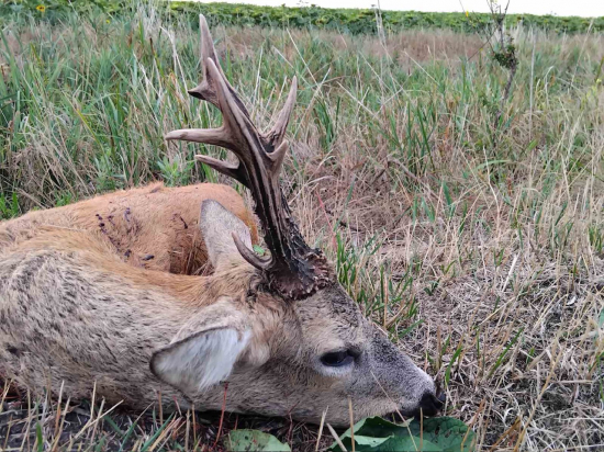 Na srncoch v Maďarsku