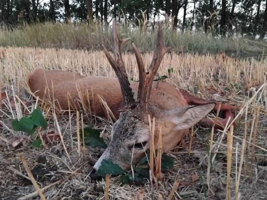 Jeden z lepších ....