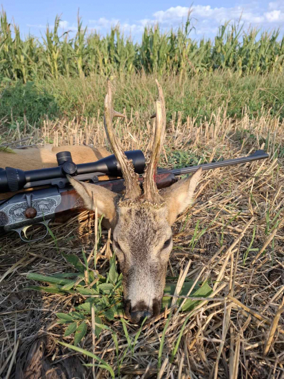 Na srncoch v Maďarsku