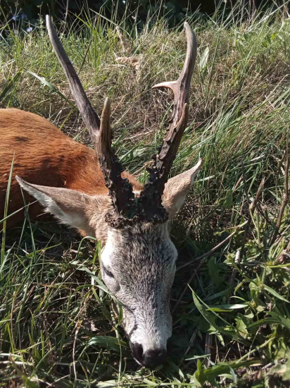 Na srncoch v Maďarsku