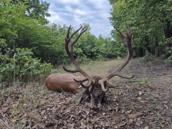 Jelenia ruja 2025 v Maďarsku