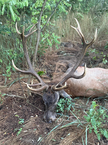 Jelenia ruja 2025 v Maďarsku