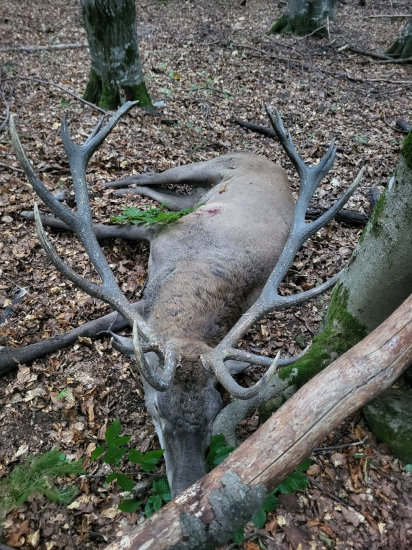 Jelenia ruja 2025 v Maďarsku