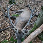 Jelenia ruja 2025 v Maďarsku