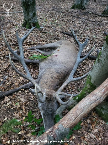 Jelenia ruja 2025 v Maďarsku