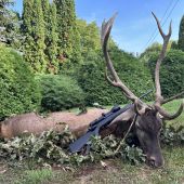 Ruja 2025 v Maďarsku