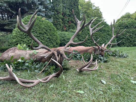 Ruja 2025 v Maďarsku