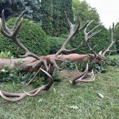 Ruja 2025 v Maďarsku