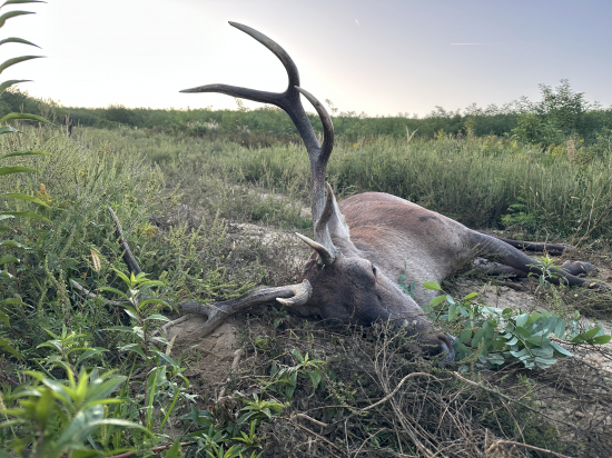 Ruja 2025 v Maďarsku