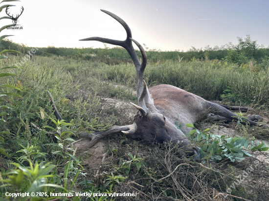 Ruja 2025 v Maďarsku