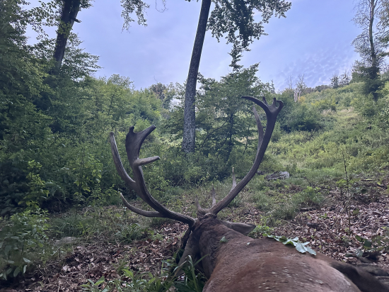 Ruja 2025 v Maďarsku