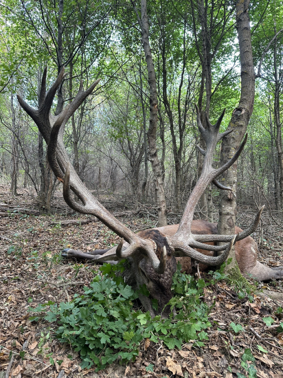 Ruja 2025 v Maďarsku