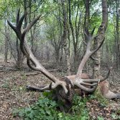 Ruja 2025 v Maďarsku