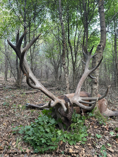 Ruja 2025 v Maďarsku