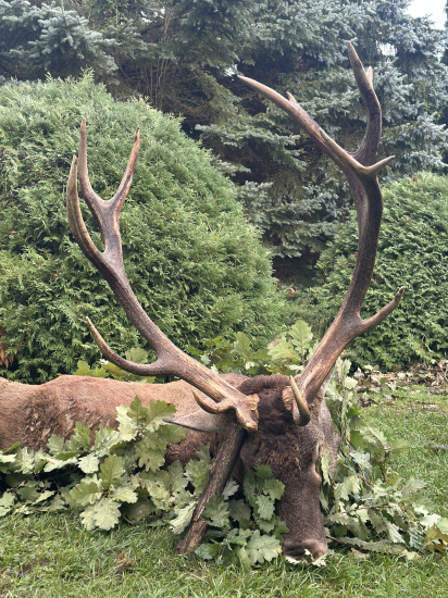 Ruja 2025 v Maďarsku