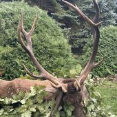 Ruja 2025 v Maďarsku