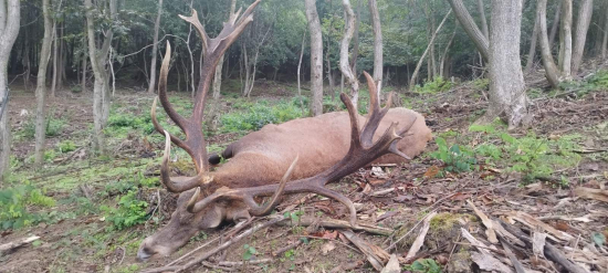 Ruja 2025 v Maďarsku