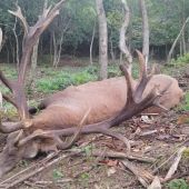 Ruja 2025 v Maďarsku