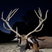 Ruja 2025 v Maďarsku