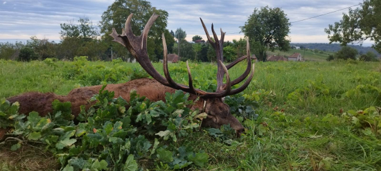 Ruja 2025 v Maďarsku